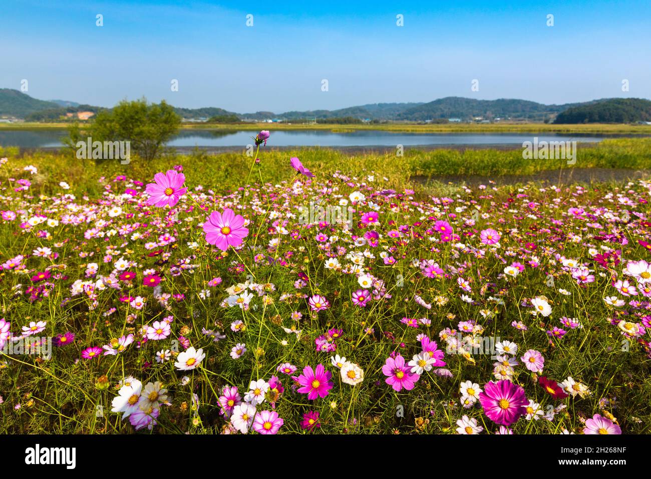 Magnifique paysage de fleurs cosmos en pleine floraison dans un champ rural par une journée ensoleillée Banque D'Images