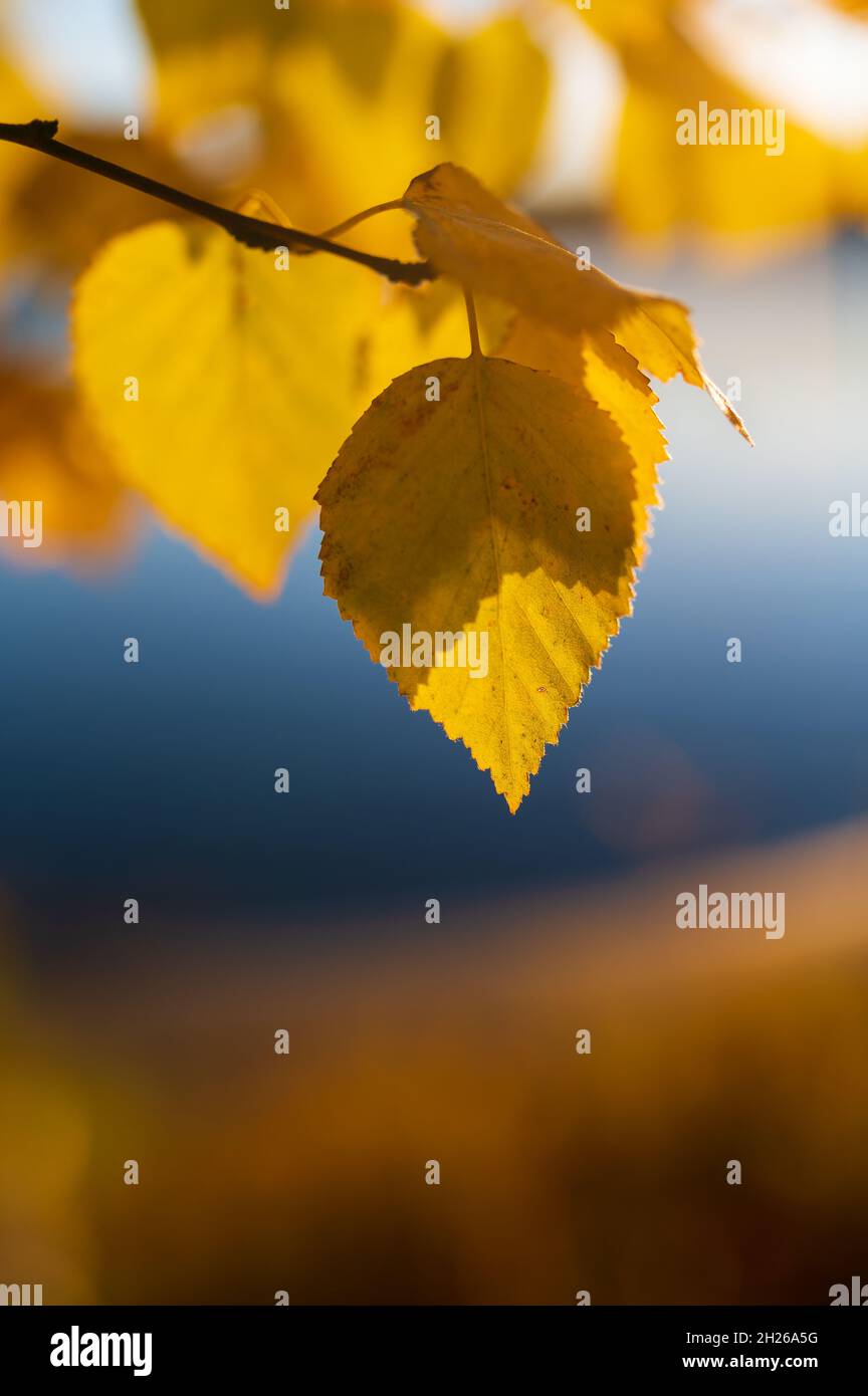 Feuilles jaunes d'automne sur le bouleau au coucher du soleil.Mise au point sélective, arrière-plan flou.Magnifique paysage d'automne. Banque D'Images