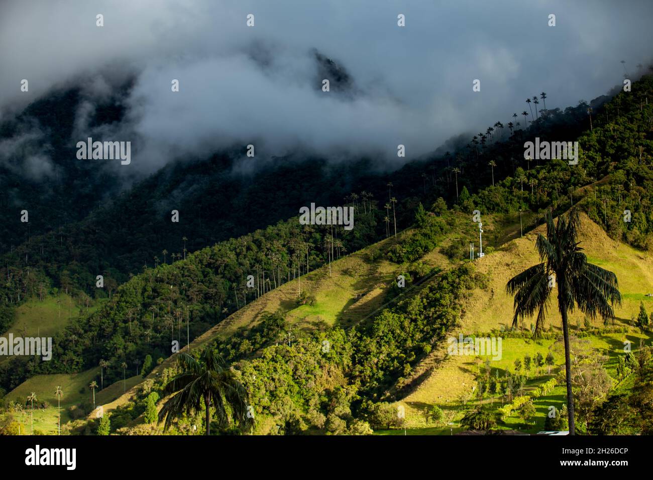 Vue sur la magnifique forêt nuageuse et les palmiers de cire de Quindio à la vallée de Cocora située à Salento dans la région de Quindio en Colombie. Banque D'Images