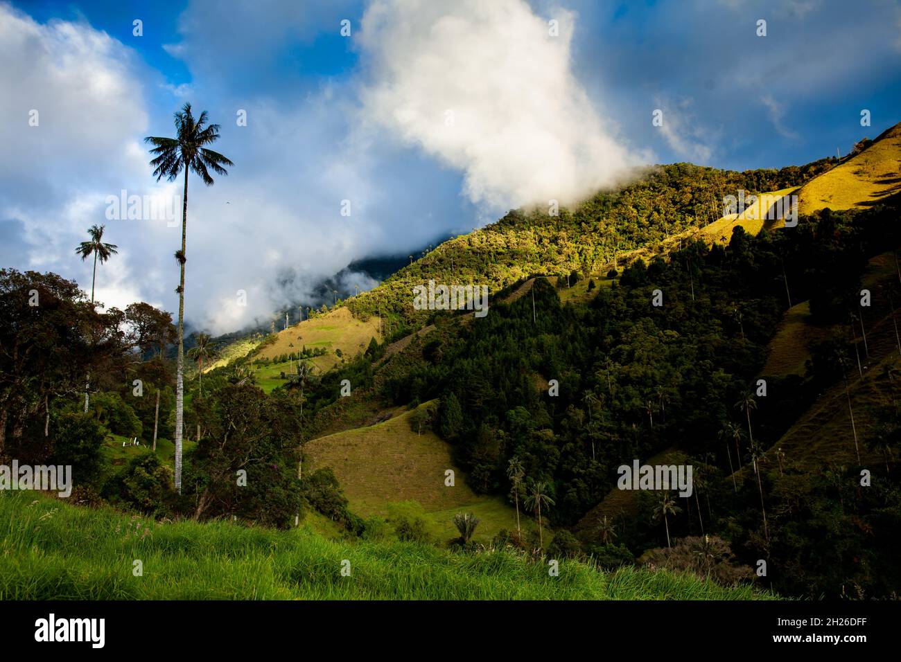 Vue sur la magnifique forêt nuageuse et les palmiers de cire de Quindio à la vallée de Cocora située à Salento dans la région de Quindio en Colombie. Banque D'Images