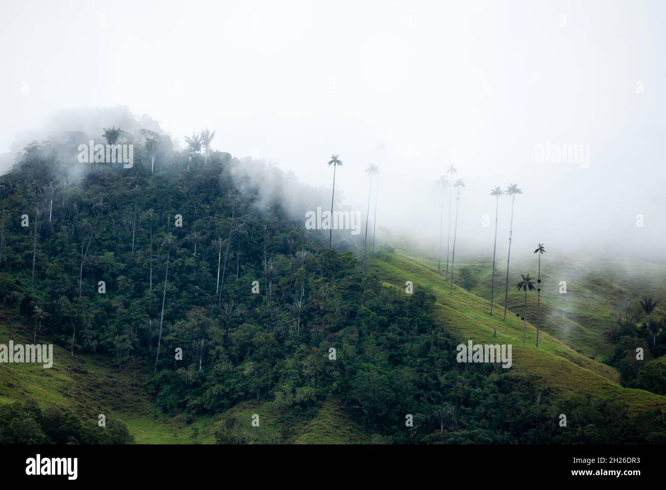 Vue sur la magnifique forêt nuageuse et les palmiers de cire de Quindio à la vallée de Cocora située à Salento dans la région de Quindio en Colombie. Banque D'Images