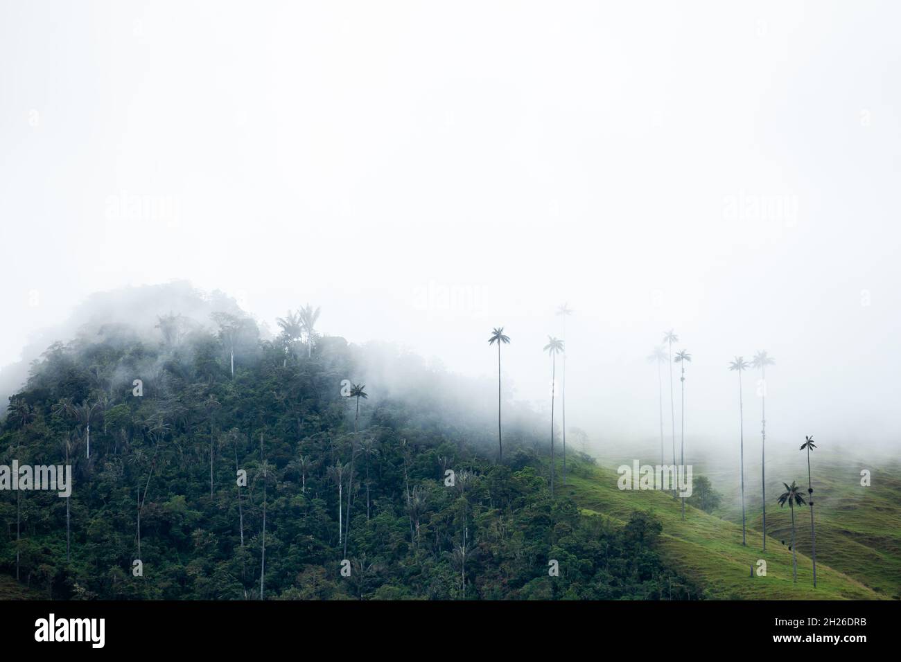 Vue sur la magnifique forêt nuageuse et les palmiers de cire de Quindio à la vallée de Cocora située à Salento dans la région de Quindio en Colombie. Banque D'Images