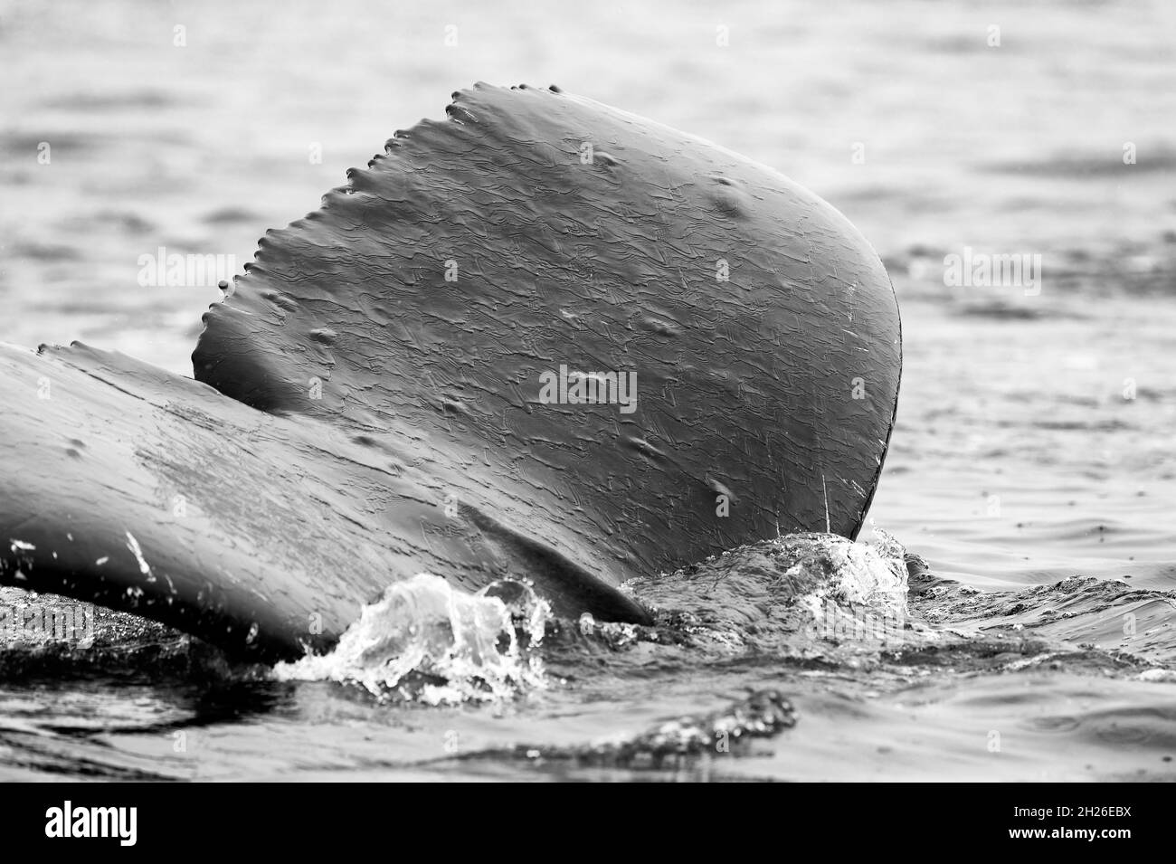 Baleine à bosse nageant dans l'eau, Nord de l'île de Vancouver, C.-B. Canada Banque D'Images
