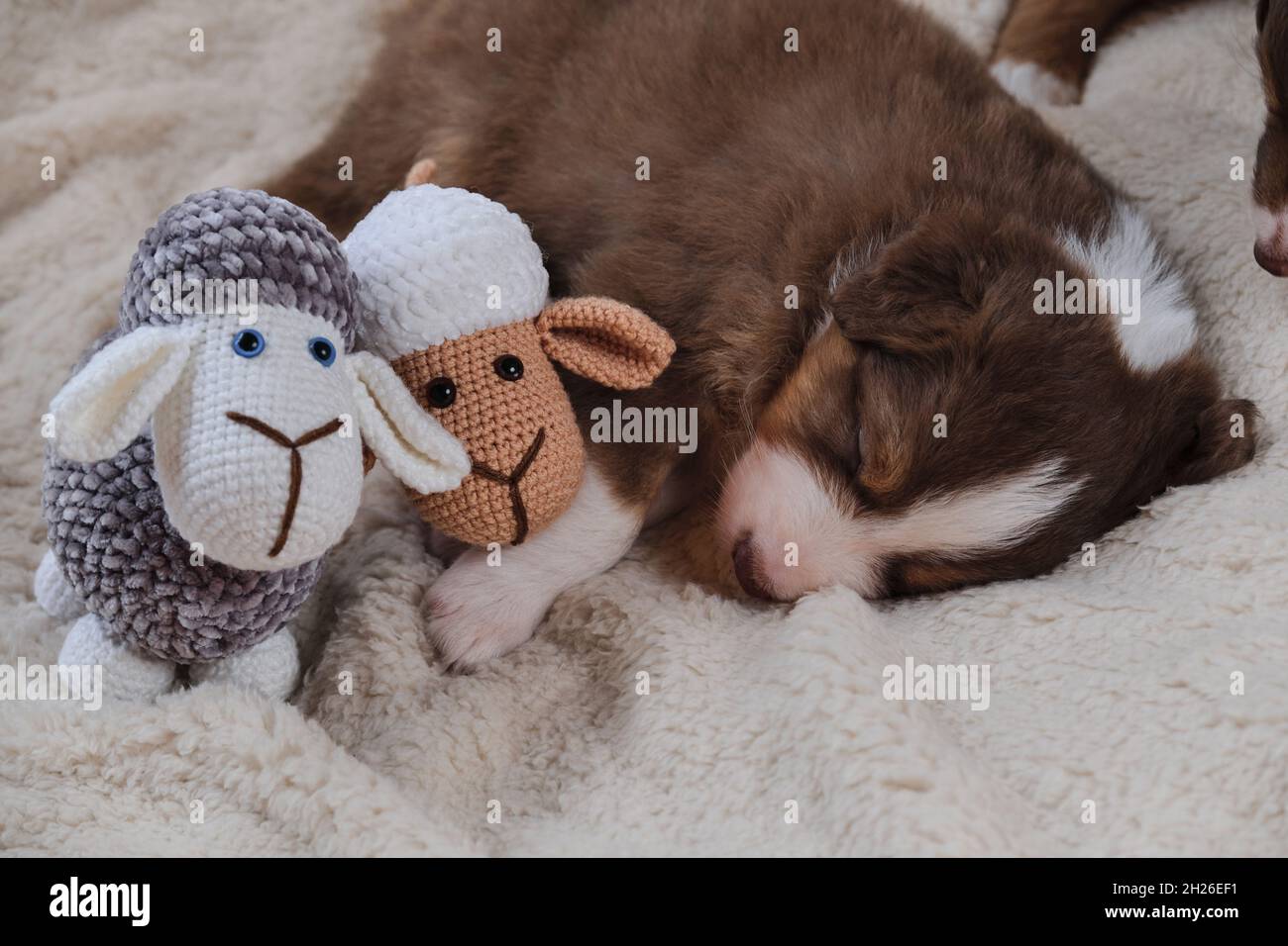 Chien de berger australien tricolore rouge dort doucement sur une  couverture en peau de mouton blanche douce et douce à côté de brebis  amigurumi de jouet fait à la main.Bébé australien est