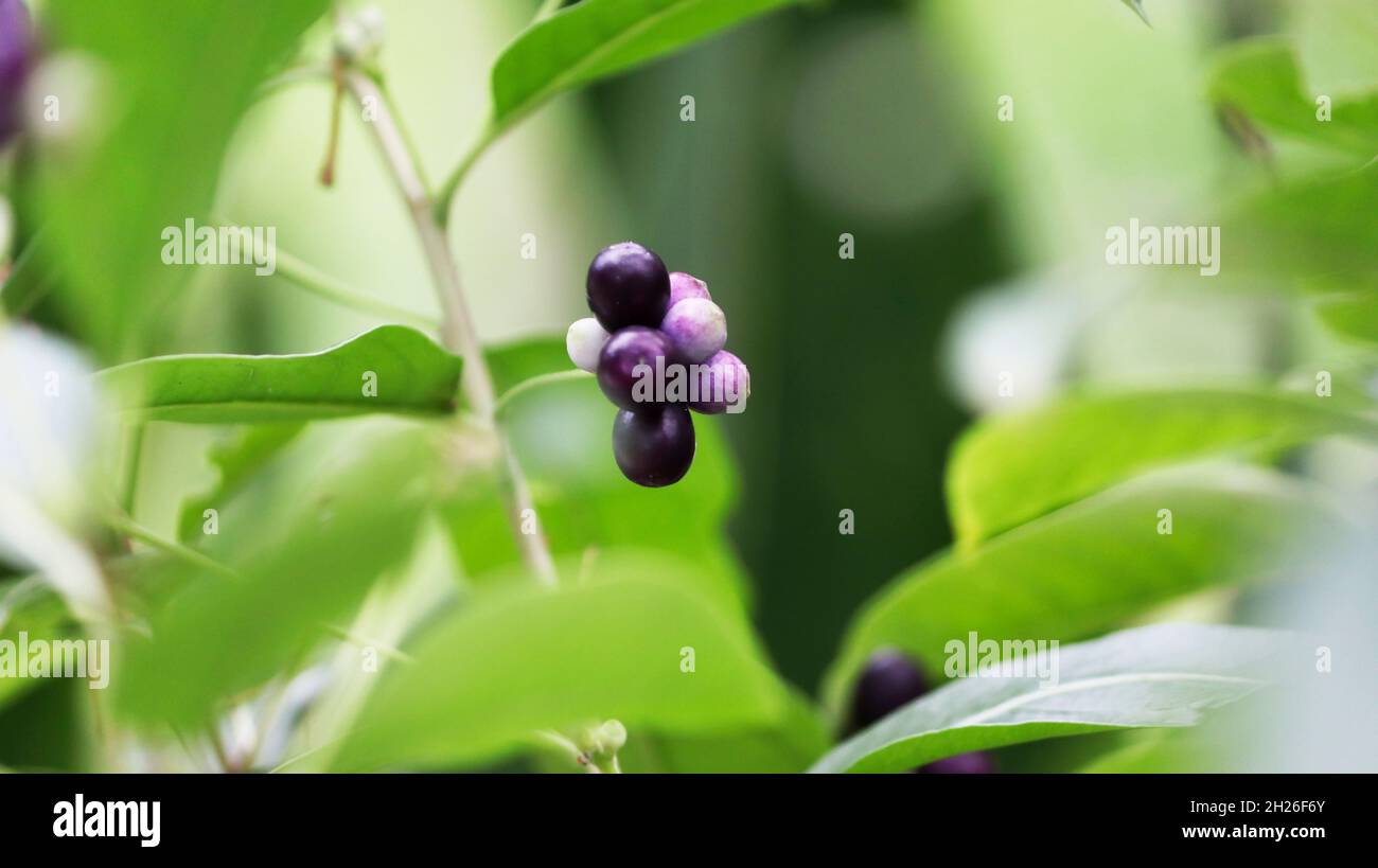 De beaux petits fruits violets sur une petite plante appelée mosaïque verte Banque D'Images