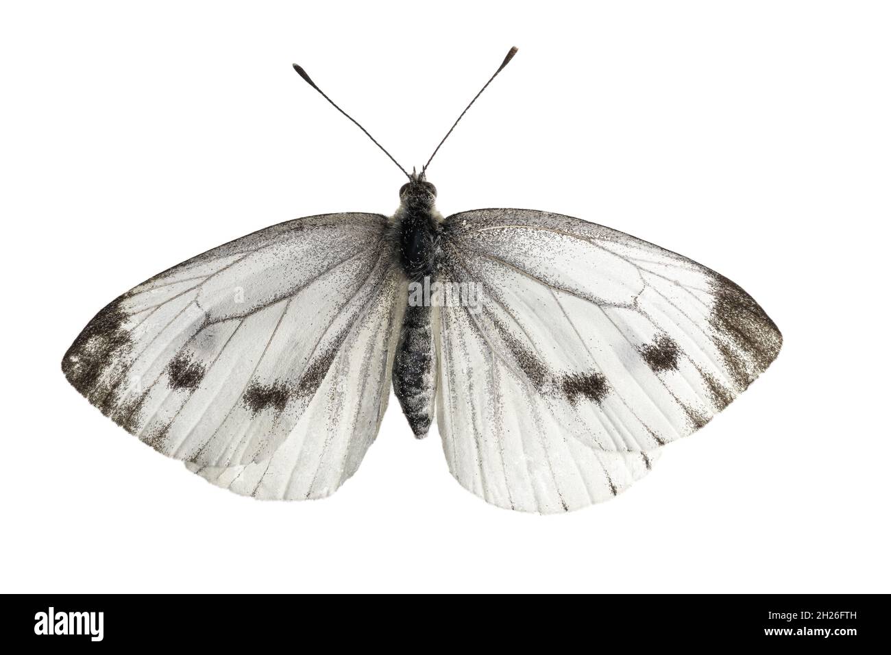 gros plan d'un papillon blanc de chou isolé sur blanc Banque D'Images