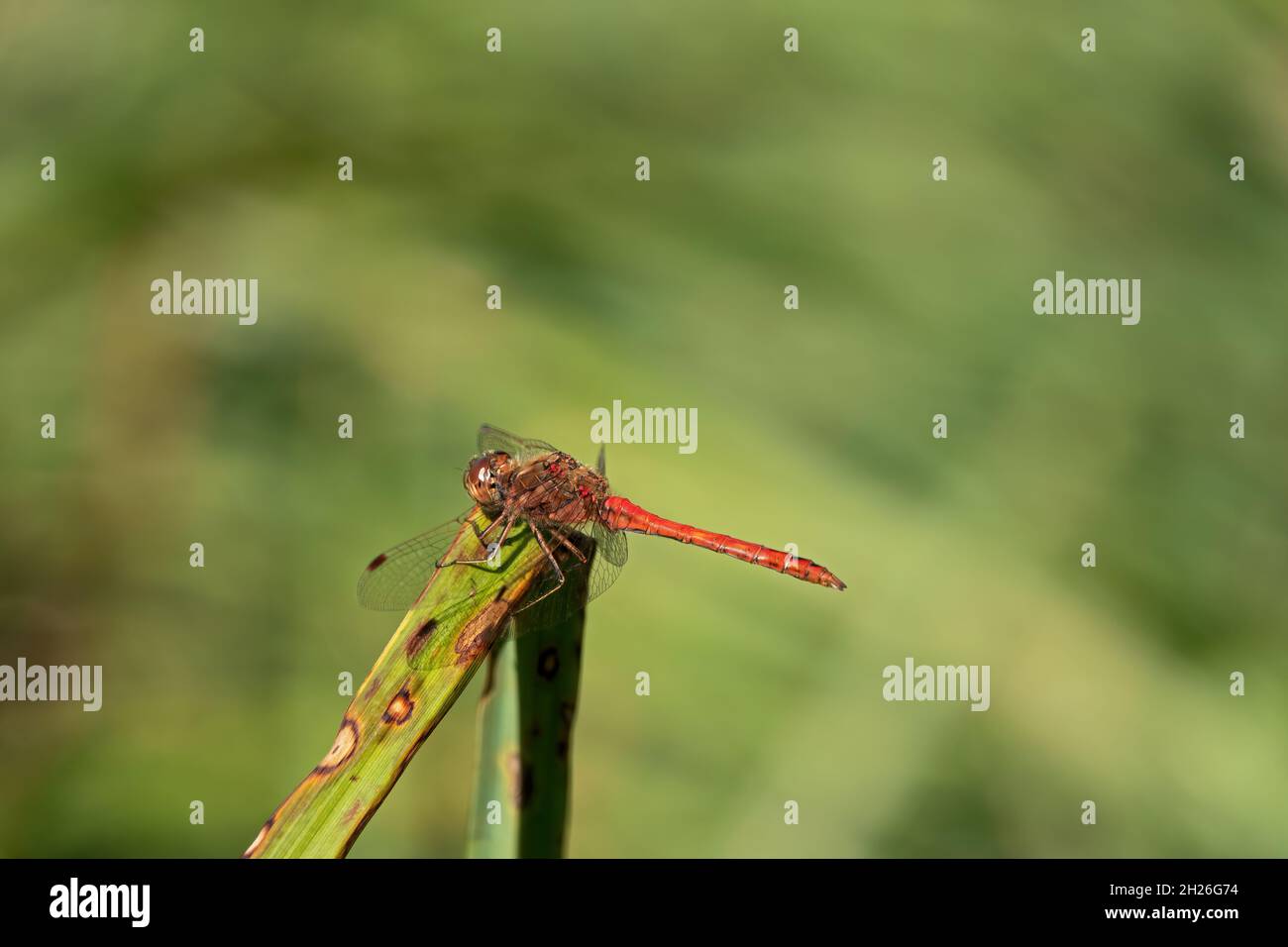 macrophotographie gros plan d'une libellule de darter à la dérive sur une tige de roseau Banque D'Images