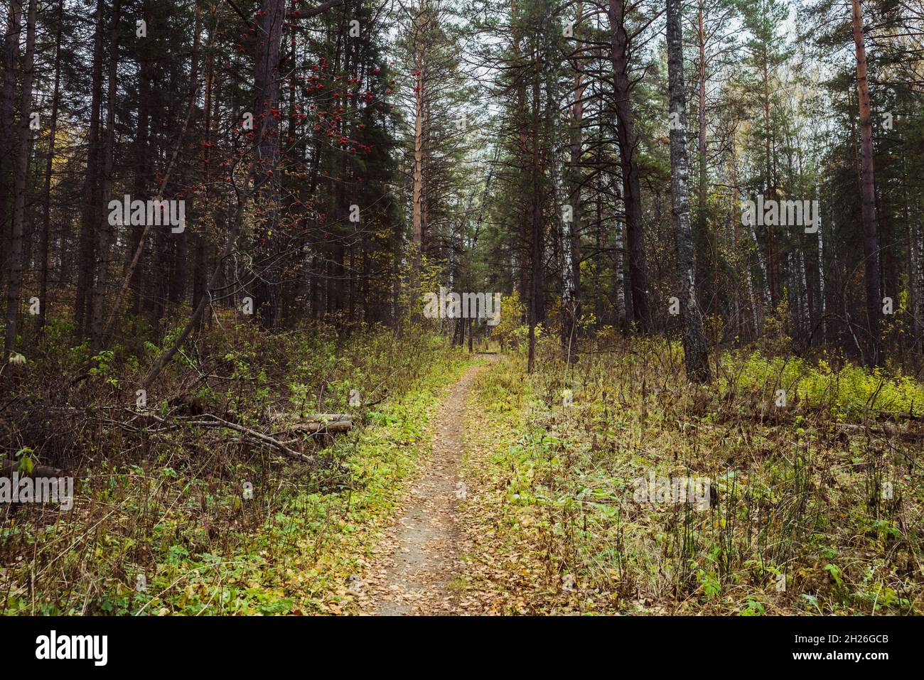 Chemin à travers la forêt pluvieuse d'automne. Ambiance d'automne. Photo atmosphérique de la fin de l'automne. Paysage d'automne. Banque D'Images