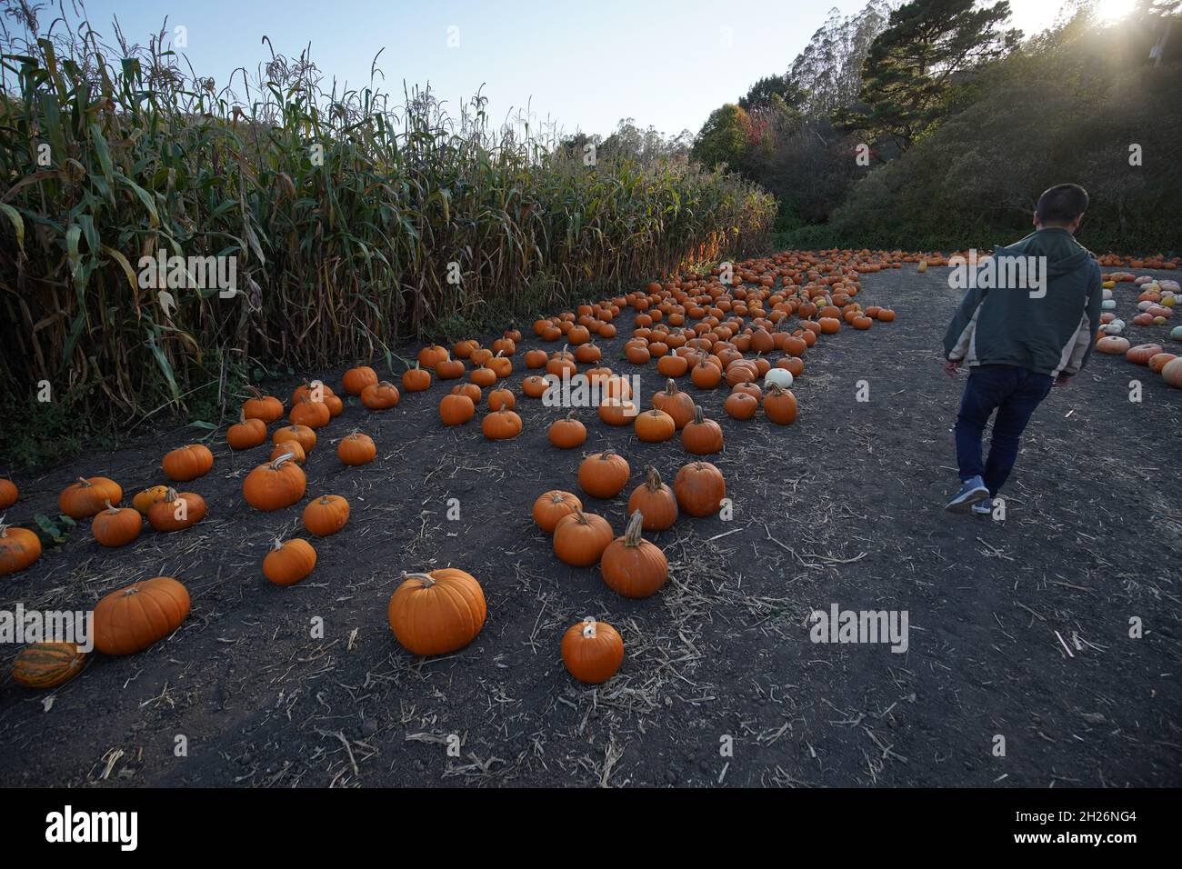 Un visiteur visite le Pumpkin Patch pendant le week-end.avant Halloween, il y a beaucoup de Pumpkin patches ouverts pour les gens à acheter des citrouilles et visiter.Voici un Pumpkin Patch près de Half Moon Bay, le patron de ce Pumpkin Patch a déclaré qu'il y a environ 500 personnes à visiter pendant le week-end. Banque D'Images