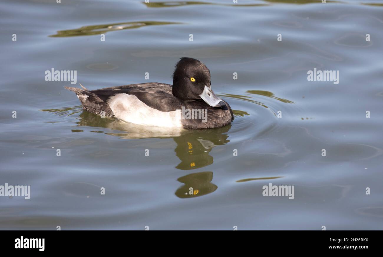 Canard touffeté solitaire mâle Aythya fuligula natation Slimbridge Wildfowl and Wetland Trust Royaume-Uni Banque D'Images