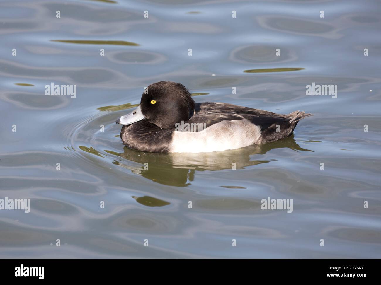 Canard touffeté solitaire mâle Aythya fuligula natation Slimbridge Wildfowl and Wetland Trust Royaume-Uni Banque D'Images