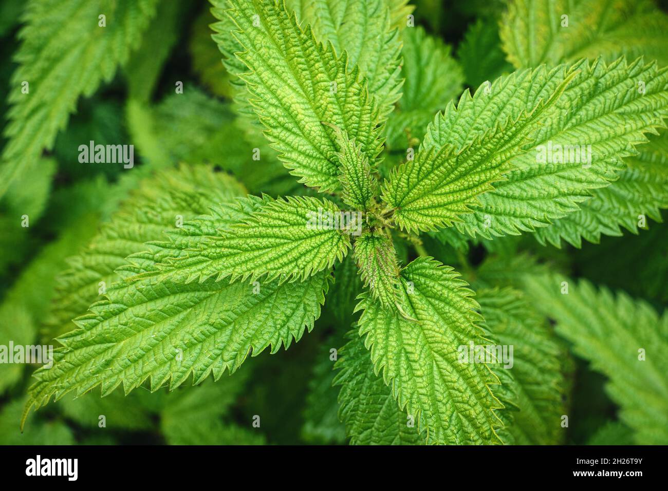 Ferme-bestiaux, feuilles d'Urtica dioica d'en haut, gros plan Banque D'Images