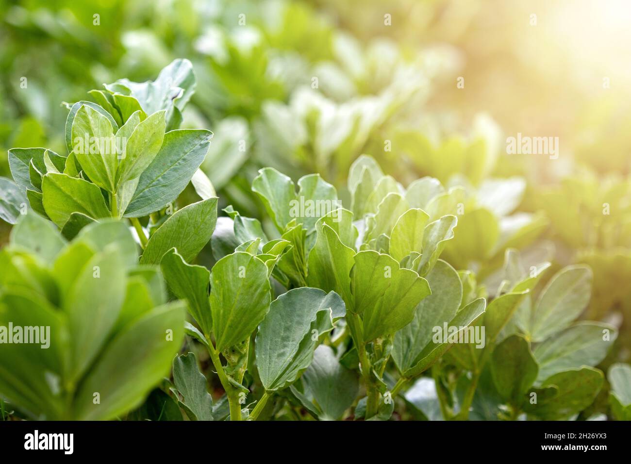 Photo en gros plan des feuilles de haricots larges. Banque D'Images