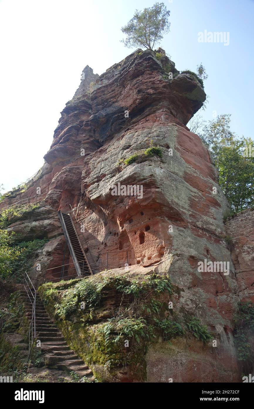 Ruine de la forteresse médiévale de Lützelhardt, château de Lutzelhardt près de la frontière française allemande, Obersteinbach, Alsace, Grand est, France Banque D'Images