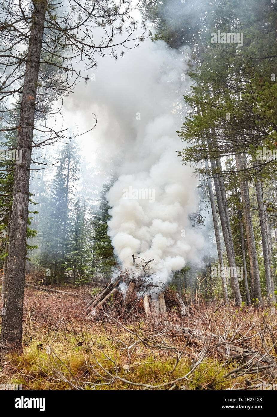 Combustion contrôlée de bois séché et de branches afin de prévenir les incendies naturels, Wyoming, Etats-Unis. Banque D'Images
