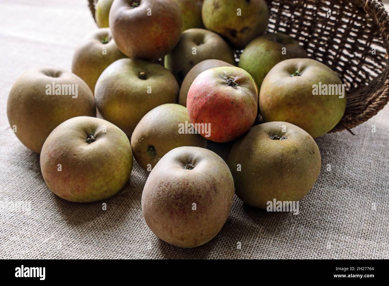 Le studio de pommes Windfall est installé sur un arrière-plan hessien texturé.Espace de copie inclus. Banque D'Images