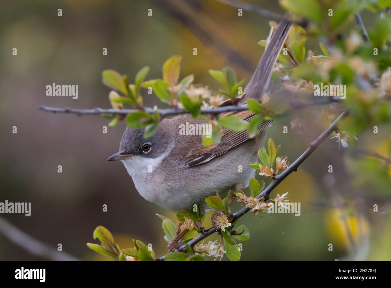 Whitethroat (Sylvia communis) perchée dans un brousse de la réserve naturelle de Lymington-Keyhaven, New Forest National Park, Hampshire, Royaume-Uni. Banque D'Images