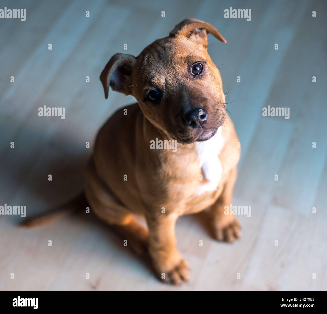 Staffordshire Bull Terrier Banque D'Images