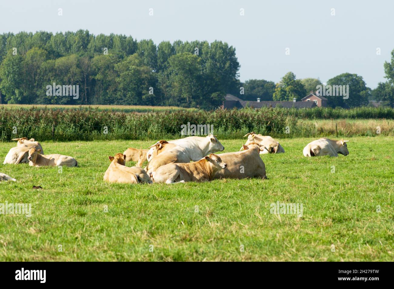 Les vaches blondes se trouvent tranquillement dans le pâturage d'Arnhem aux pays-Bas Banque D'Images