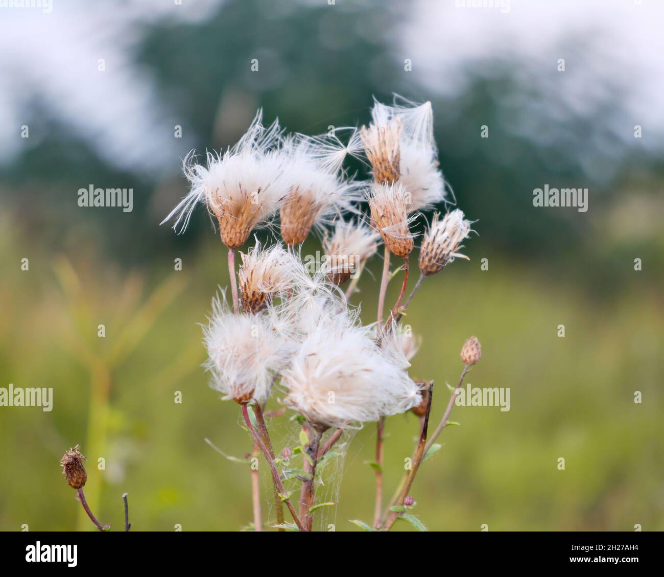 Gros plan de la tête de fleur en herbe blanche et sèche Banque D'Images