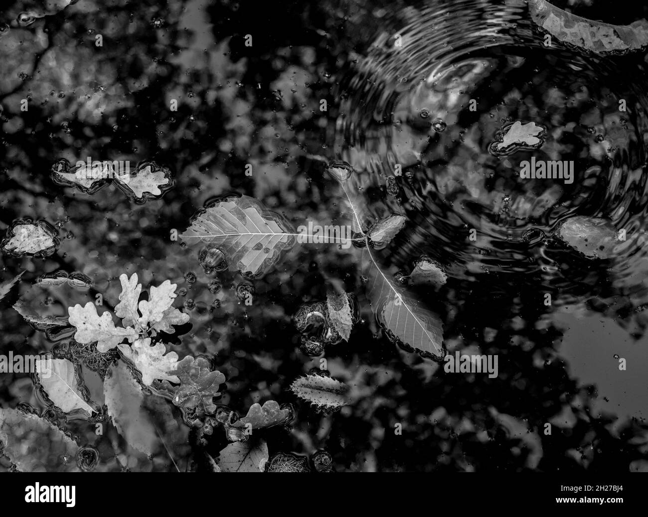 Chêne anglais, châtaignier doux et feuilles de hêtre flottant dans un étang de bois. Banque D'Images