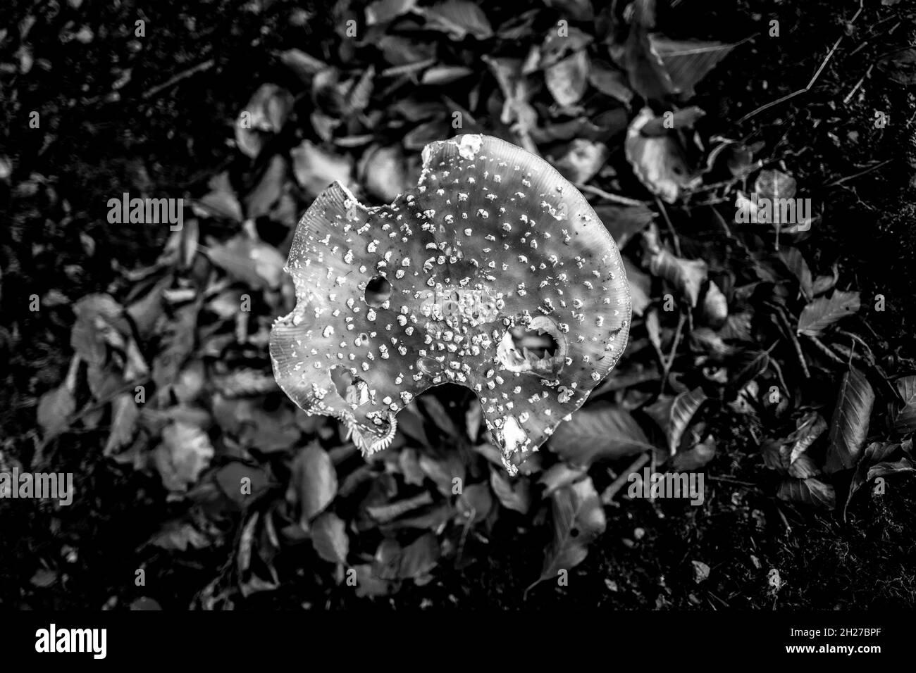 Volent des champignons agariques ou des tabouret avec des feuilles de hêtre. Banque D'Images