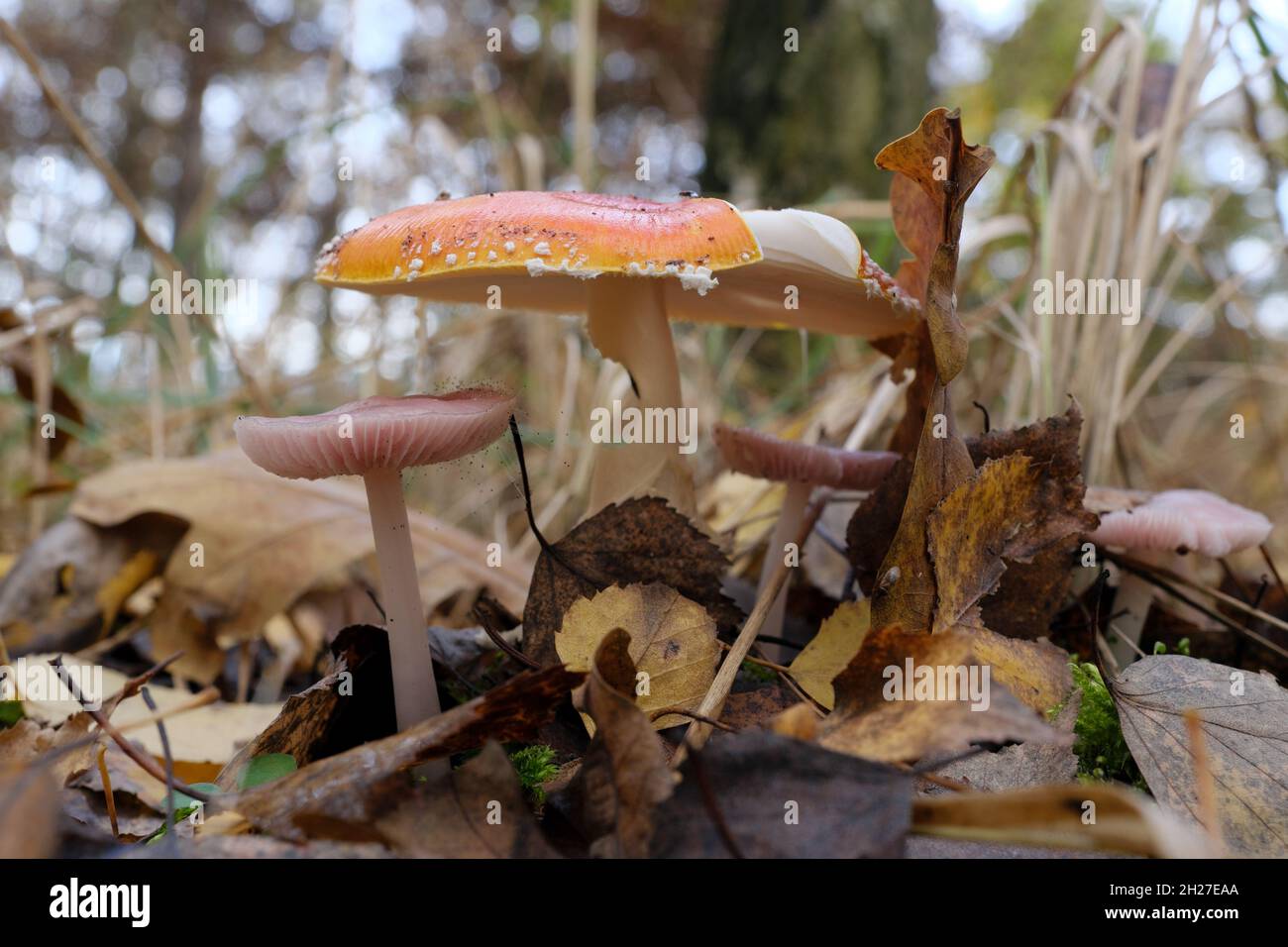 Groupe de vieux champignons orange et rose pâle (Mycena rosea, Amanita muscaria) dans la forêt d'automne partiellement couverte de feuilles Banque D'Images