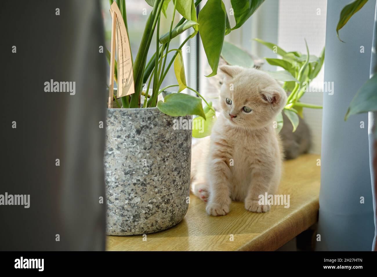 portrait d'un joli chaton moelleux assis sur un rebord de fenêtre un jour ensoleillé à côté d'un pot avec une plante de monstera deliciosa Banque D'Images