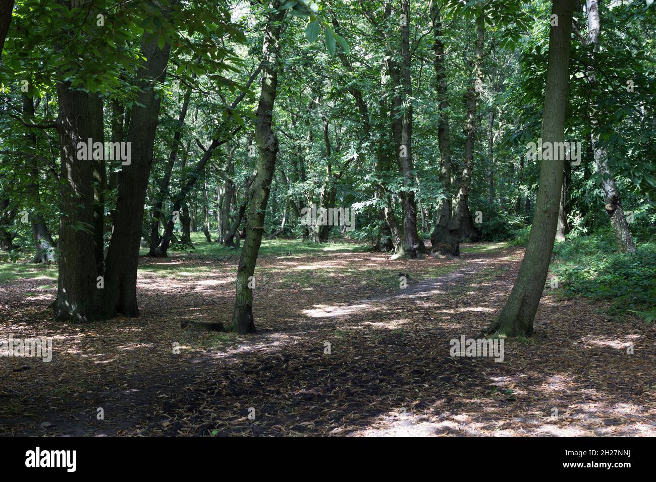 Sentier, lumière à travers les feuilles, paysage de bois, écorce d'arbre, trunks d'arbre, nature, Plantes, forêts, branches d'arbres, verdure, vue sur les bois Banque D'Images