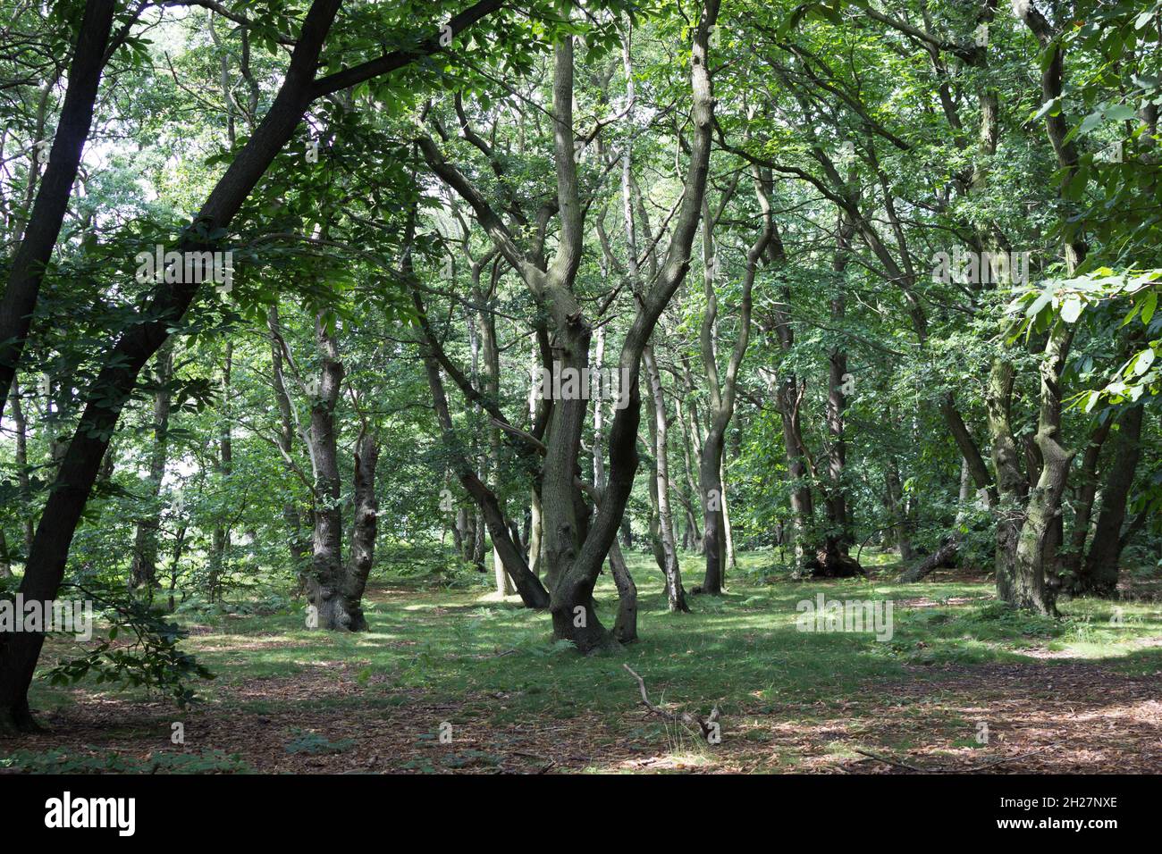 Sentier, lumière à travers les feuilles, paysage de bois, écorce d'arbre, trunks d'arbre, nature, Plantes, forêts, branches d'arbres, verdure, vue sur les bois Banque D'Images