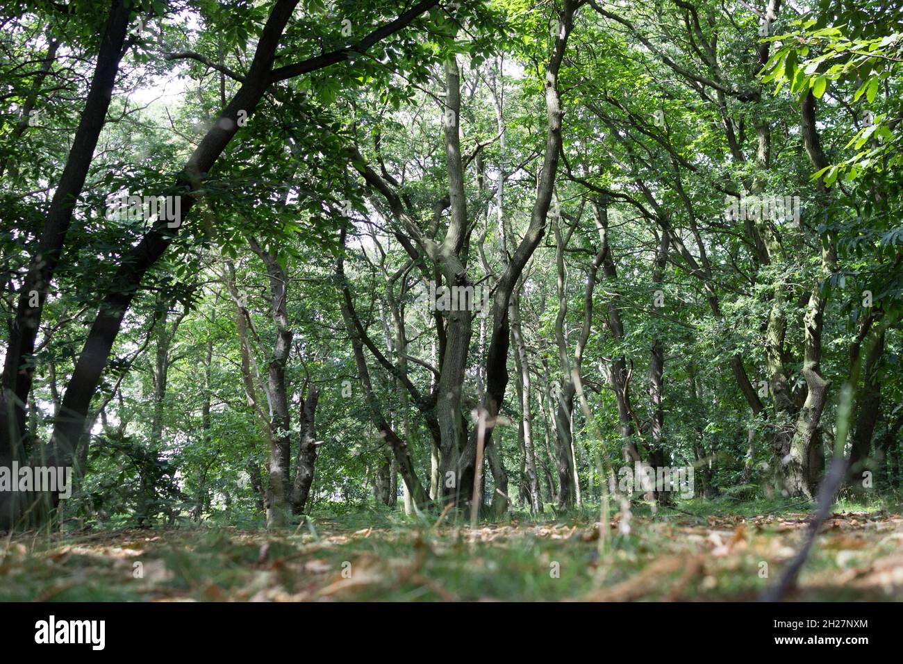 Arbre, vue à pied de Summertime Countryside Lane, arbres hauts et verdure, bois, tronc d'arbre, nature, nature sauvage, Feuilles, écorce d'arbre Banque D'Images