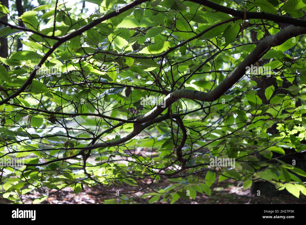 Lumière à travers les feuilles, paysage de bois, écorce d'arbre, trunks d'arbre, nature, Plantes, forêts, branches d'arbres, verdure, vue sur les bois Banque D'Images