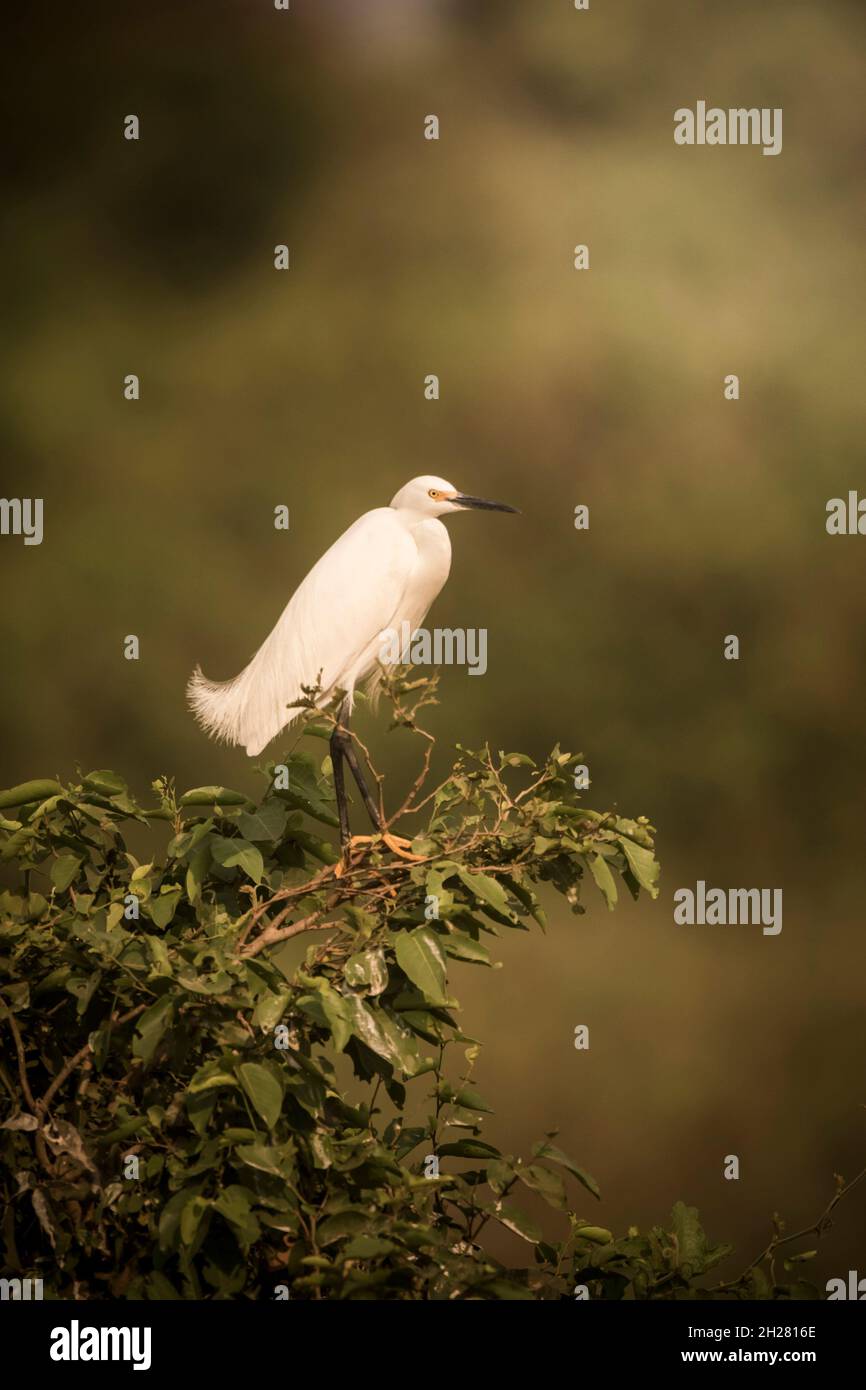 Egret de neige dans l'environnement Pantanal, Mato Grosso, Brésil Banque D'Images