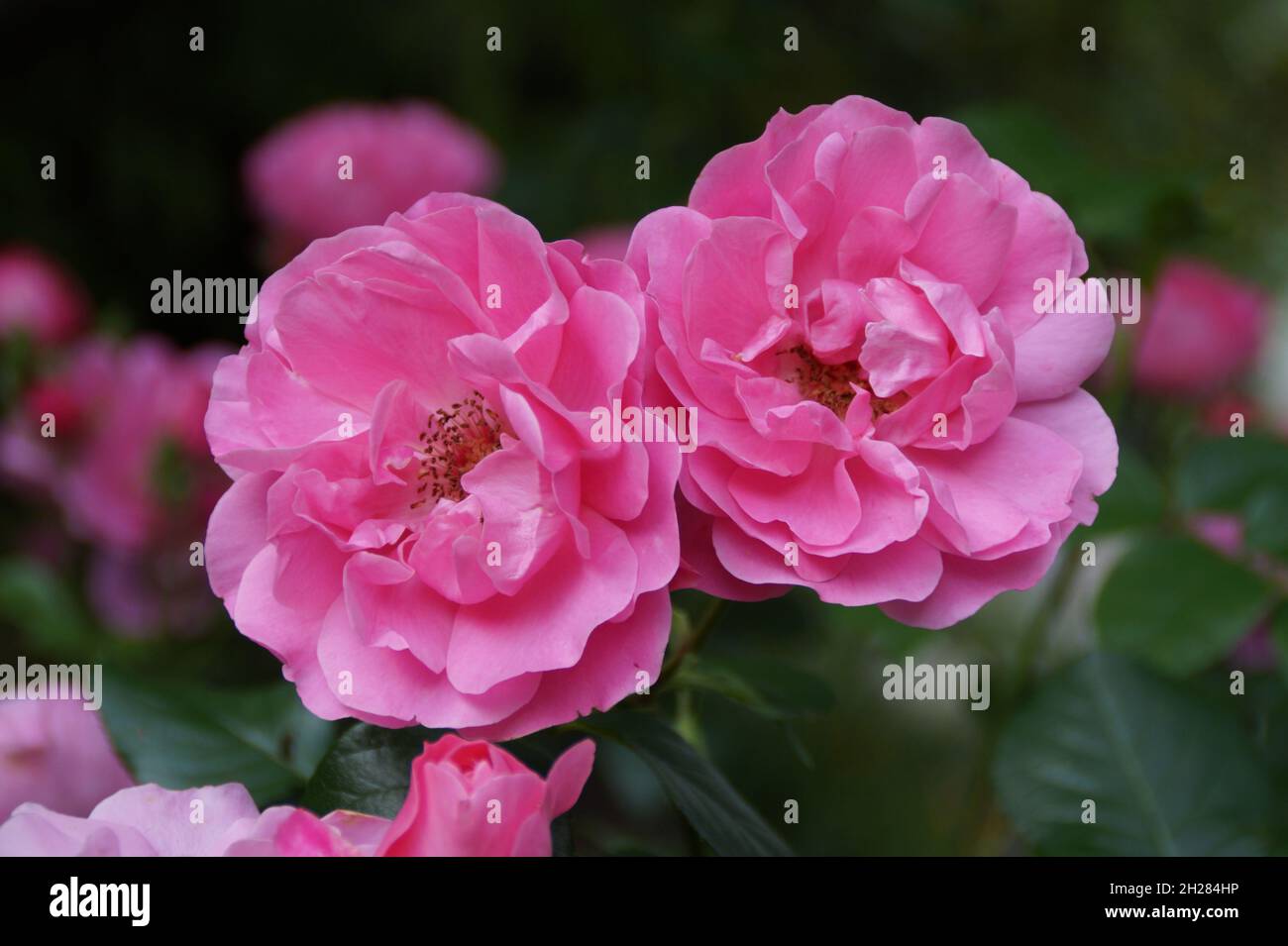 Belles roses rose vif Banque D'Images