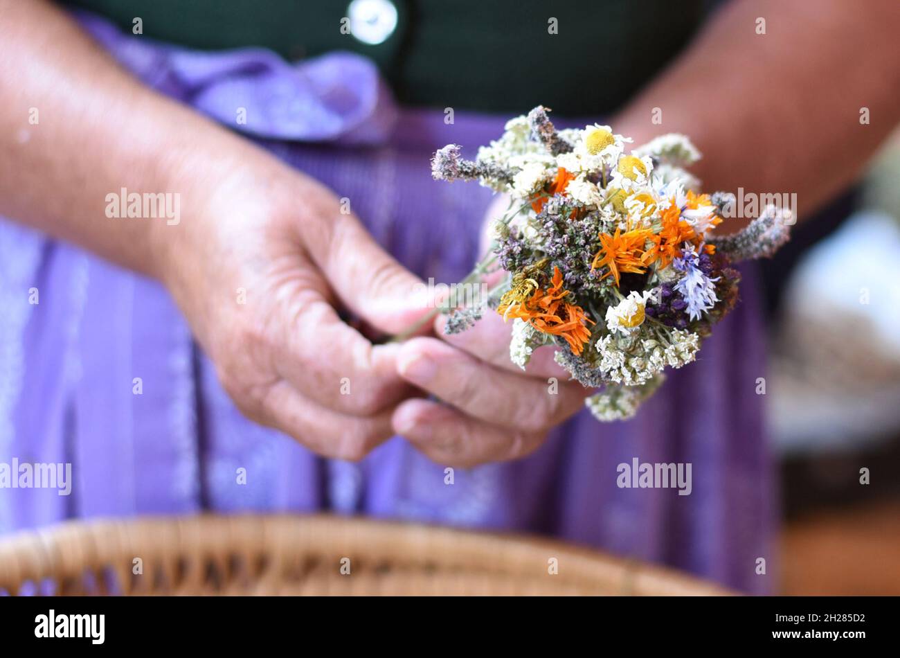 Traditionelle Kräuterweihe und Kräuterbuschen Tag Mariä Himmelfahrt (15.Août) - consécration traditionnelle des herbes et buissons d'herbes le jour de l'Assomption ( Banque D'Images