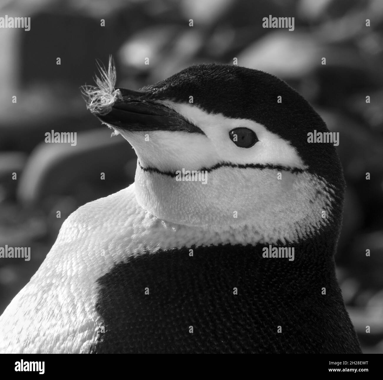 Manchot de collier , Pygoscelis antarcticus, Antartica. Banque D'Images
