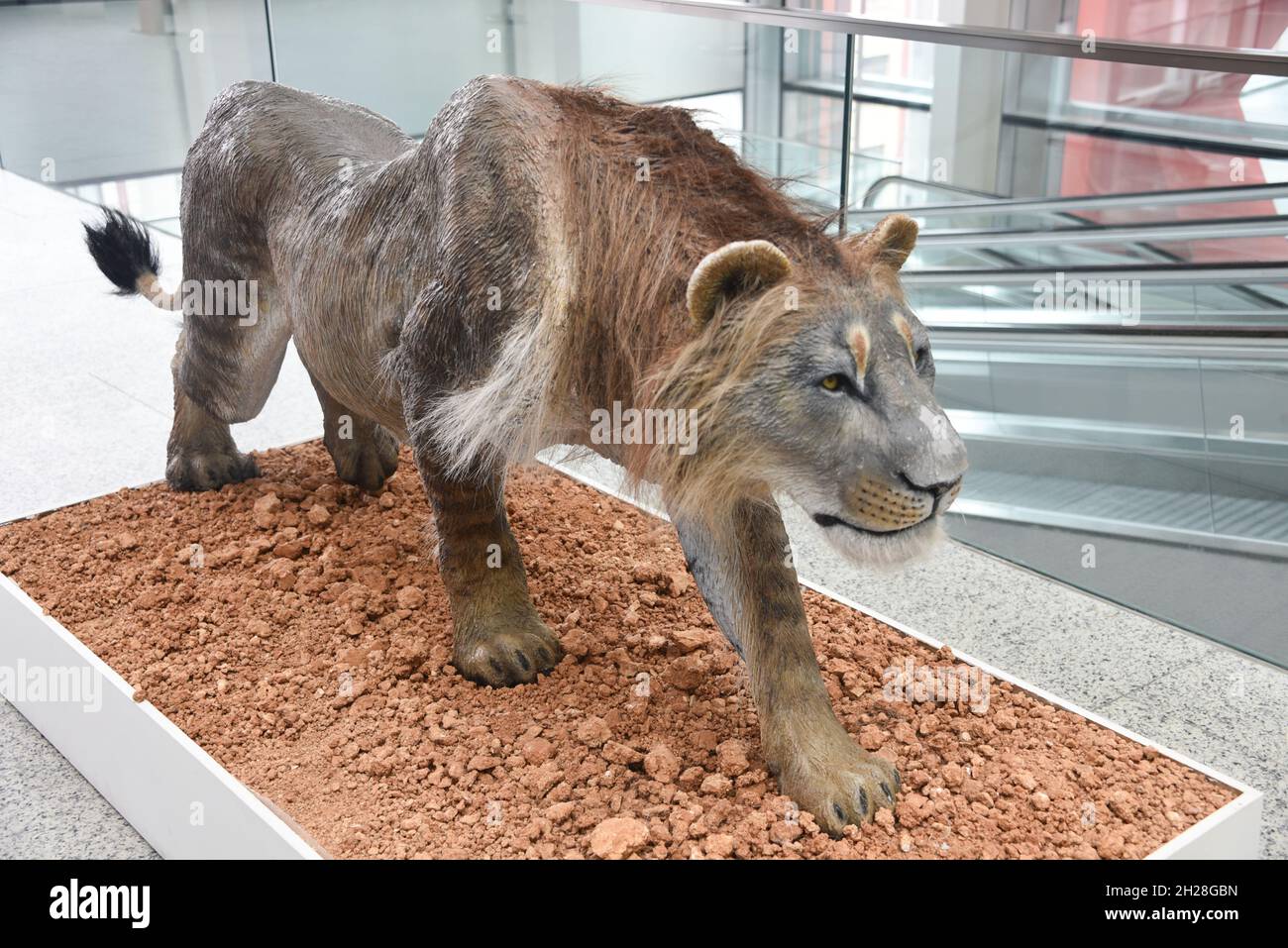 Burgos, Espagne - 16 octobre 2021 : modèle de Lion préhistorique exposé au Musée de l'évolution humaine Banque D'Images