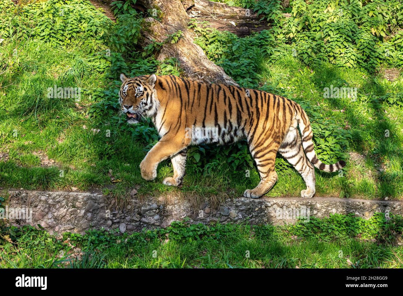 Le tigre de Sibérie, Panthera tigris altaica est le plus grand chat dans le monde Banque D'Images