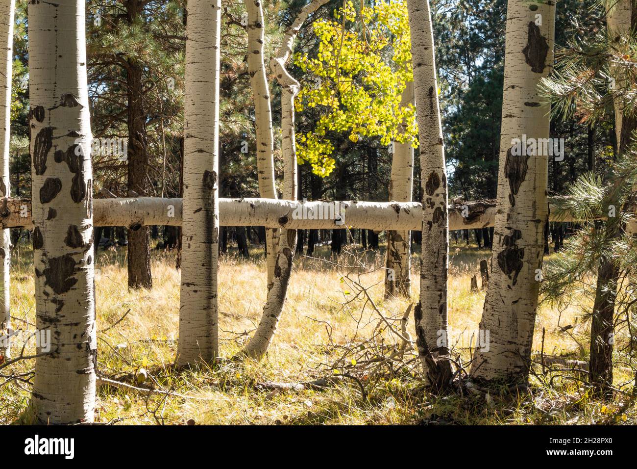 Un tronc d'arbre de peuplier faux-tremble tombé entre des arbres vivants Banque D'Images