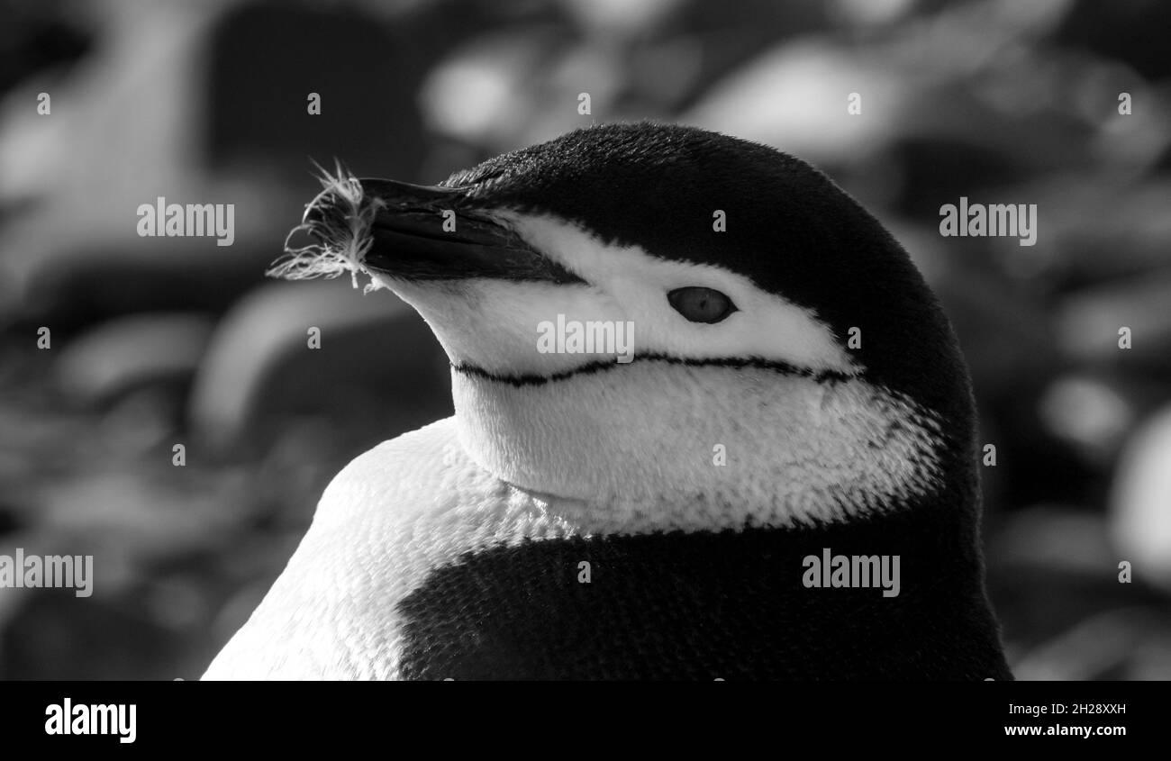 Manchot de collier , Pygoscelis antarcticus, Antartica. Banque D'Images