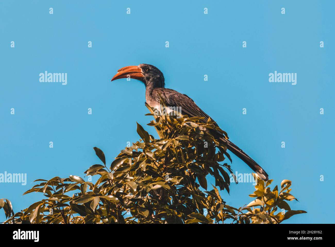 Charme à bec jaune du sud, Tockus leucomelas, Parc national Kruger, Afrique du Sud. Banque D'Images