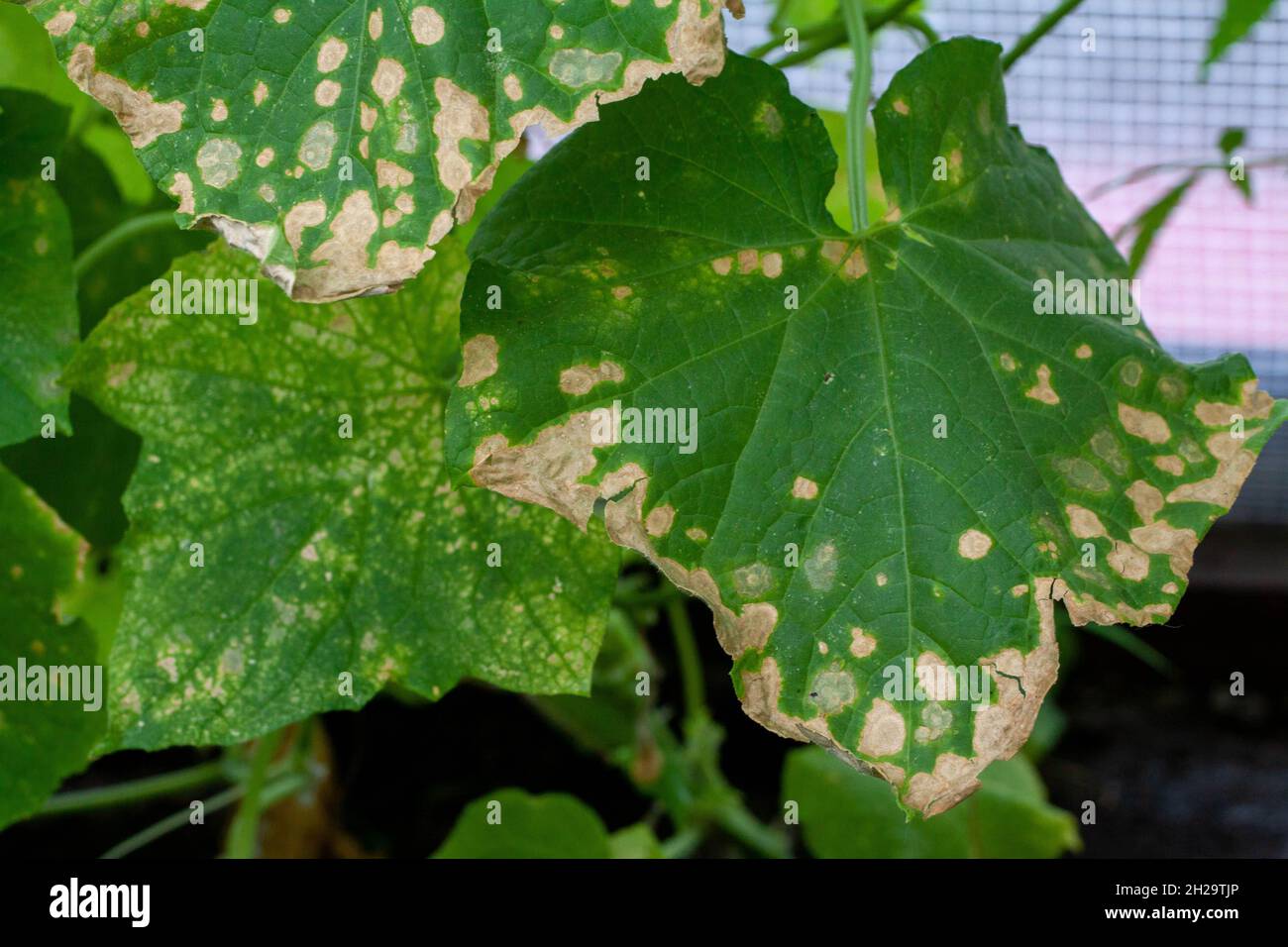 Affecté par les maladies et les ravageurs des feuilles de plantes et des fruits du concombre la sclérotiose de la pourriture blanche les maladies des concombres sont la pourriture blanche.Peresporose du mildiou, sclérotinose de la pourriture blanche. Banque D'Images