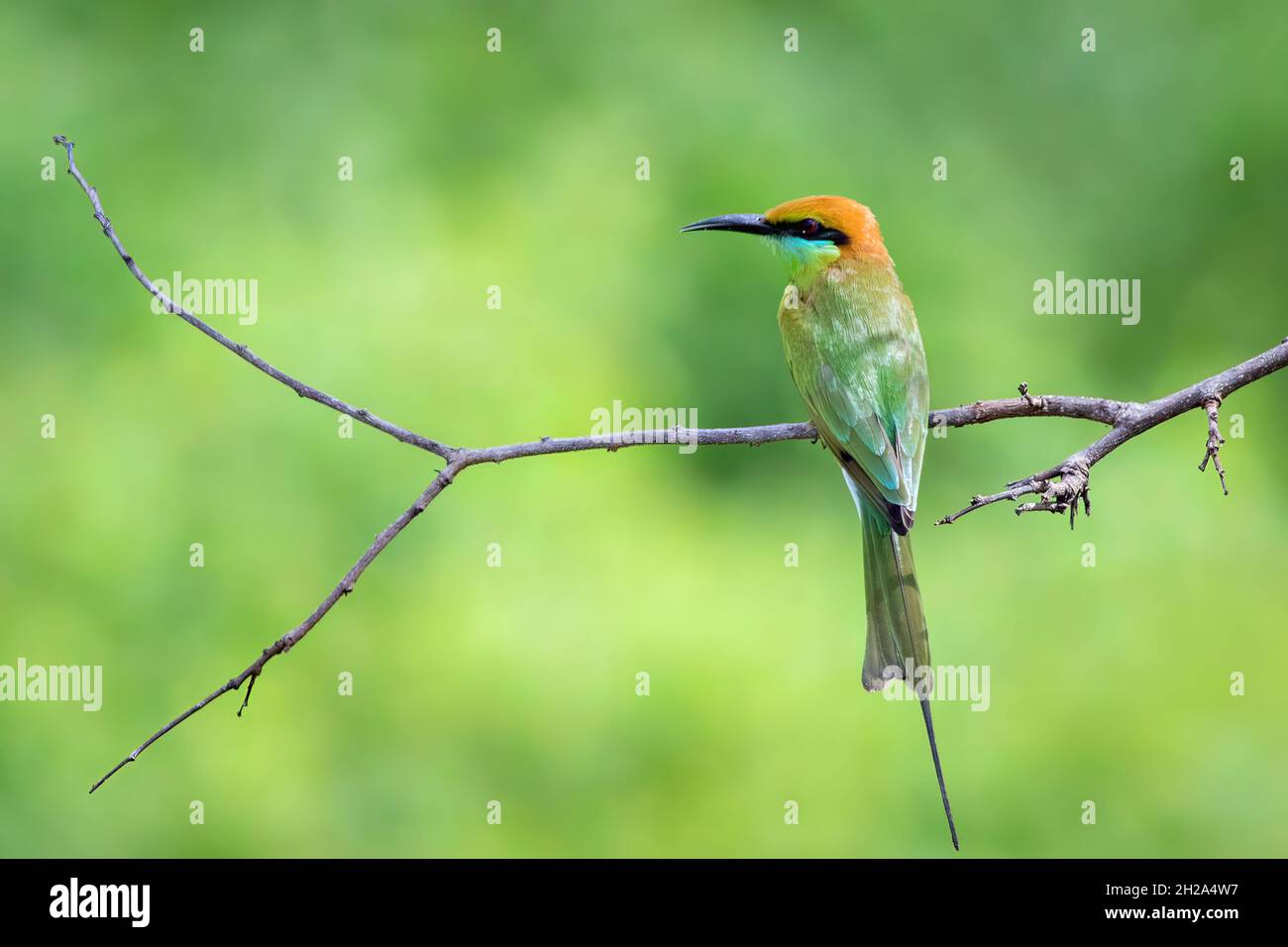 Image de Merops orientalis, oiseau vert d'abeille (Merops orientalis) perché sur une branche sur fond de nature.Animaux. Banque D'Images
