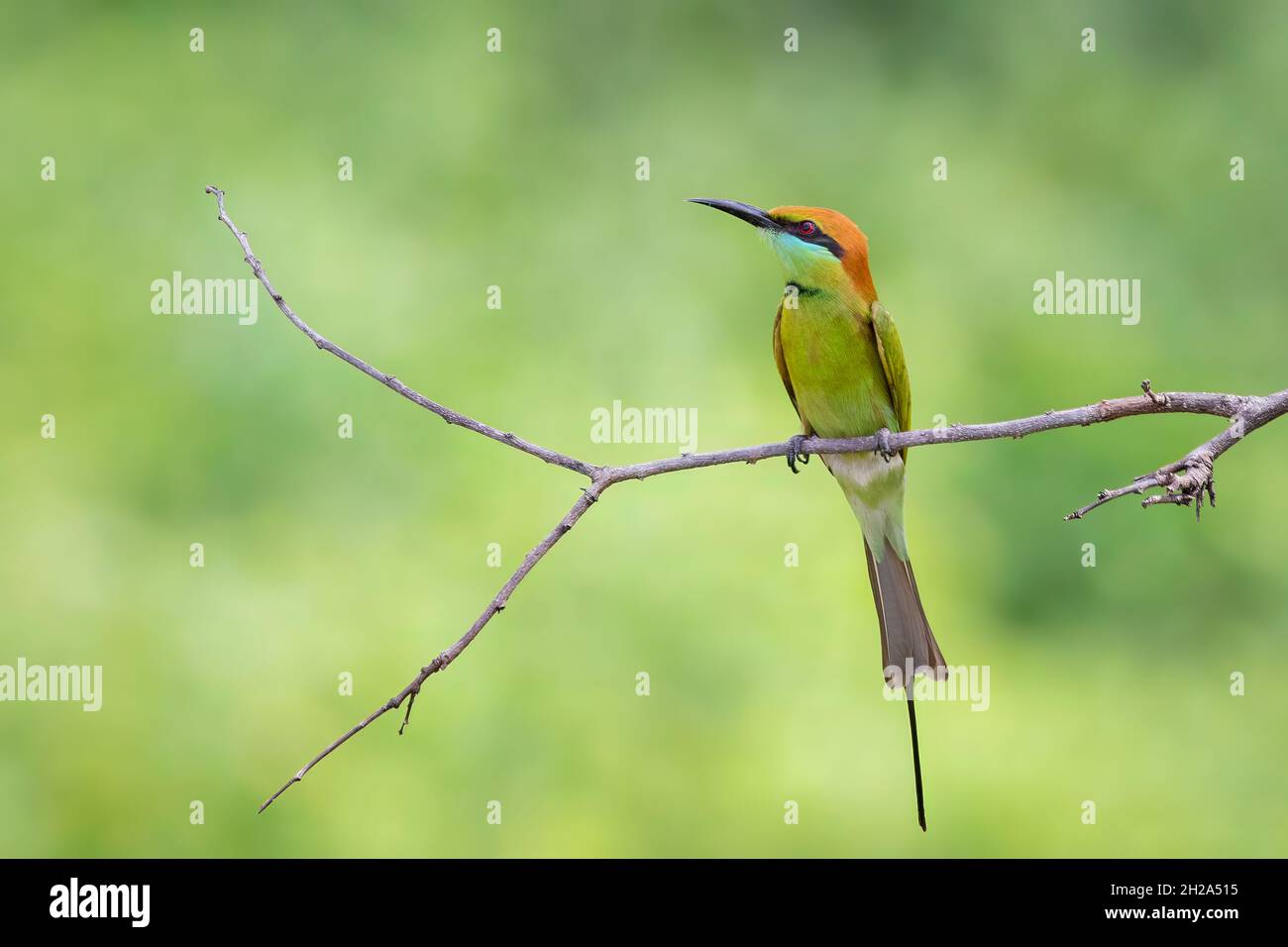 Image de Merops orientalis, oiseau vert d'abeille (Merops orientalis) perché sur une branche sur fond de nature.Animaux. Banque D'Images