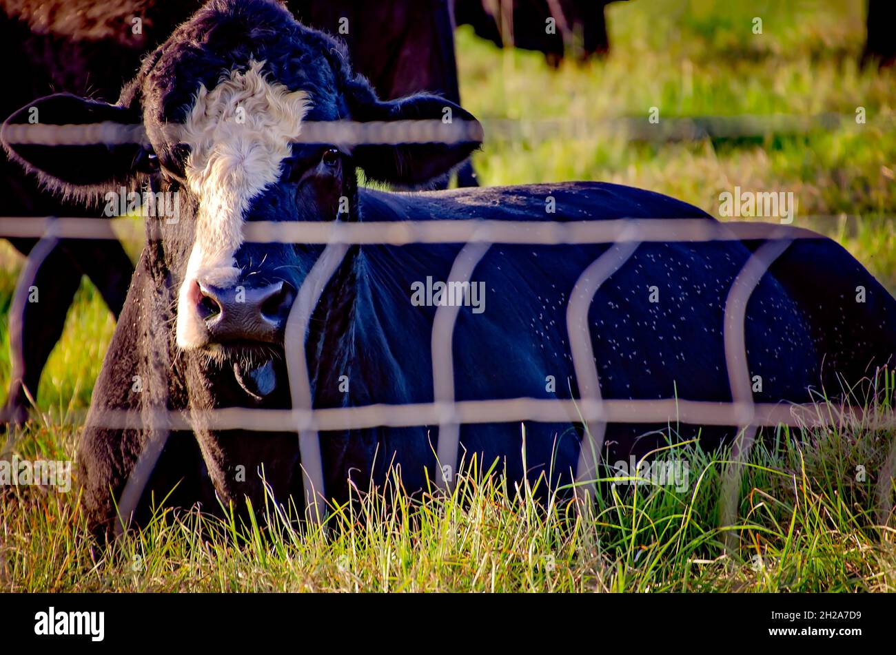 Une vache adulte s'étend dans un pâturage avec son troupeau, le 15 octobre 2021, à Grand Bay, en Alabama.Il y a environ 1.3 millions de bovins en Alabama. Banque D'Images