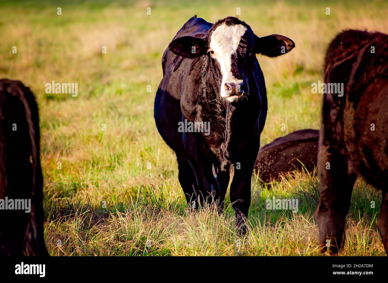 Une vache se trouve dans un pâturage au milieu d'un troupeau de bovins de boucherie, le 15 octobre 2021, à Grand Bay, en Alabama.Il y a environ 1.3 millions de bovins en Alabama. Banque D'Images
