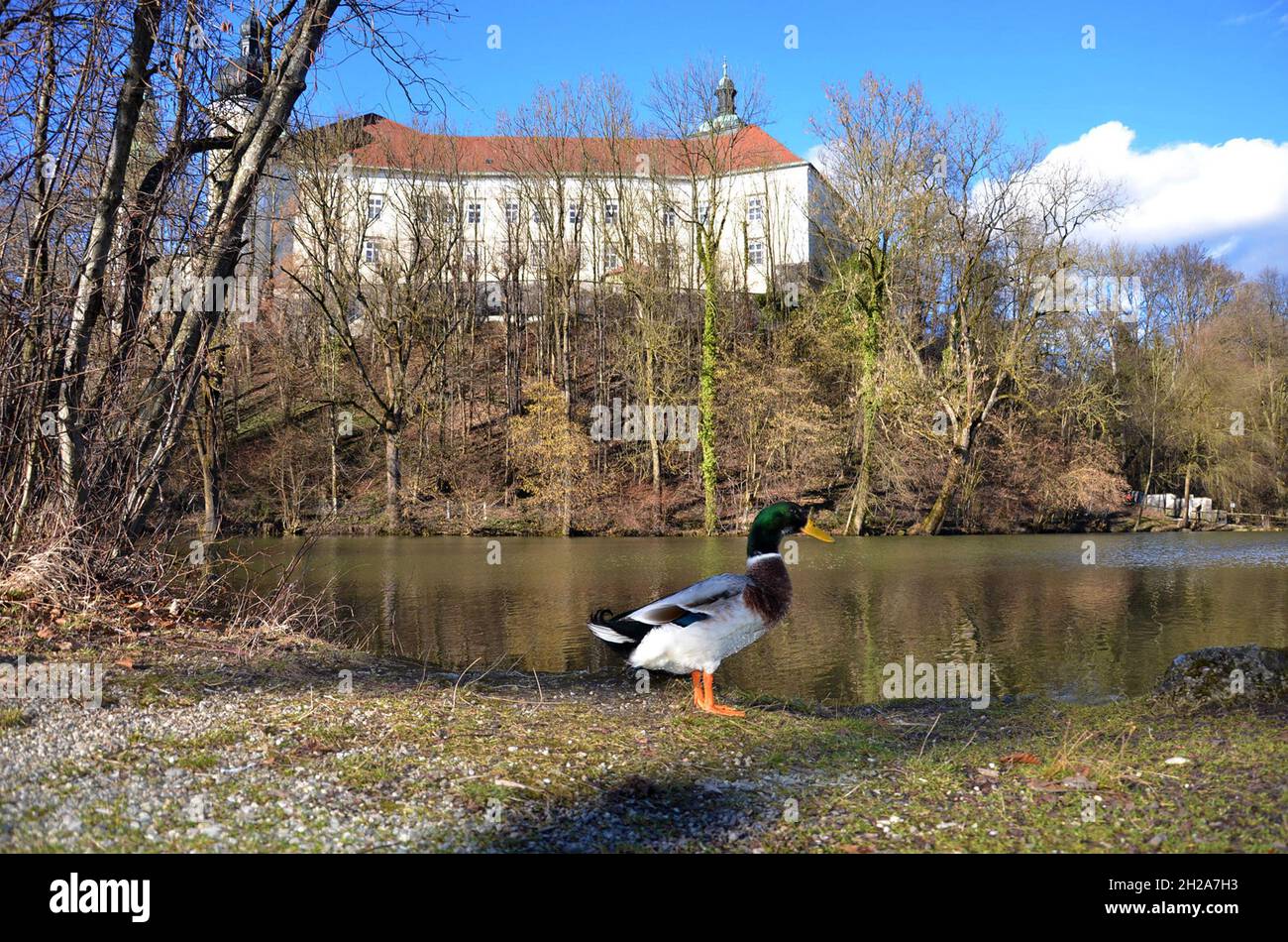 Teich beim Kloster Puchheim im Frühjahr, Österreich, Europa - Étang au Monastère de Puchheim au printemps, Autriche, Europe Banque D'Images