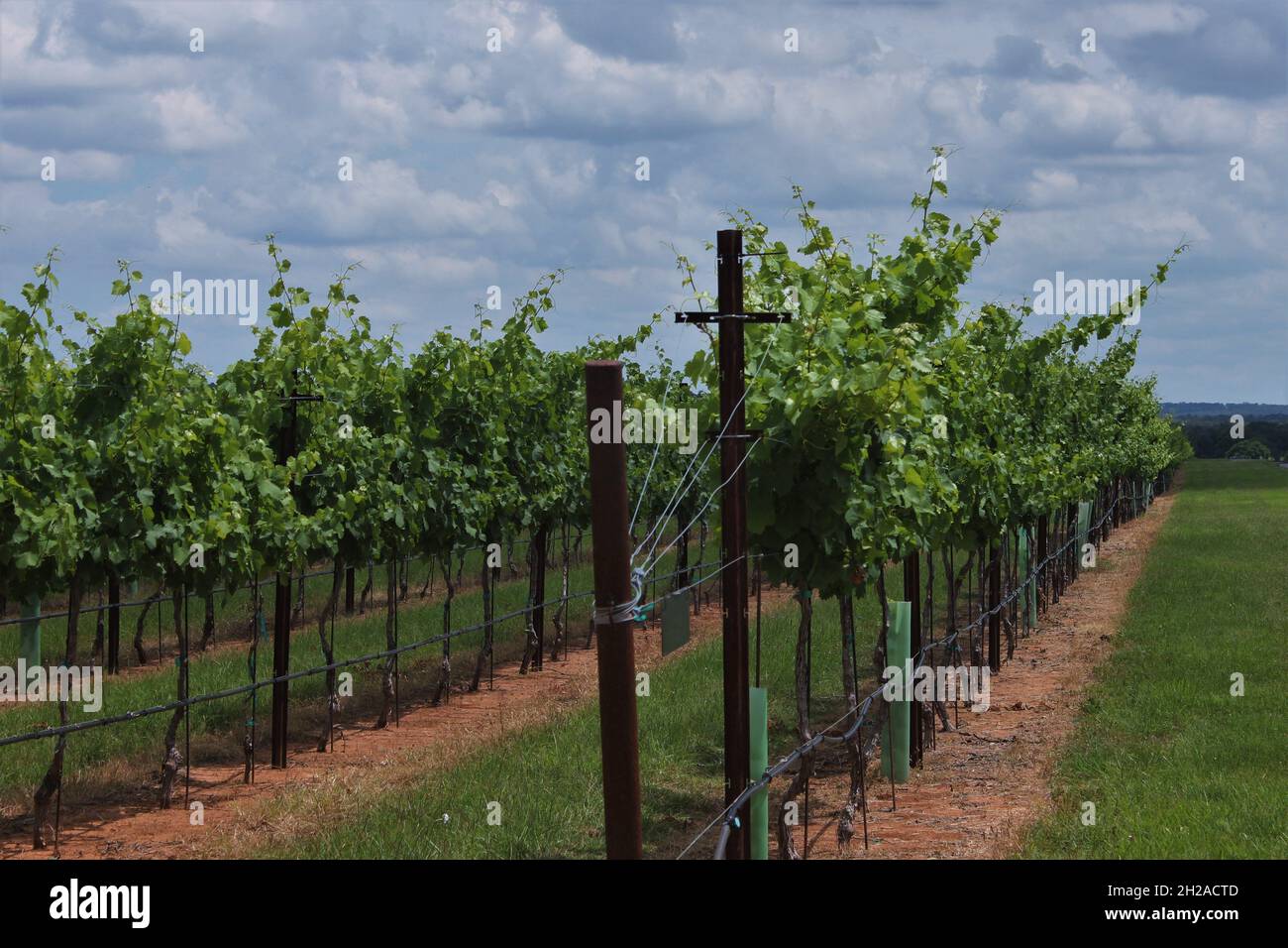 Un petit vignoble pittoresque près d'Austin Texas où vous pouvez échapper à la chaleur avec un verre de vin frais Banque D'Images