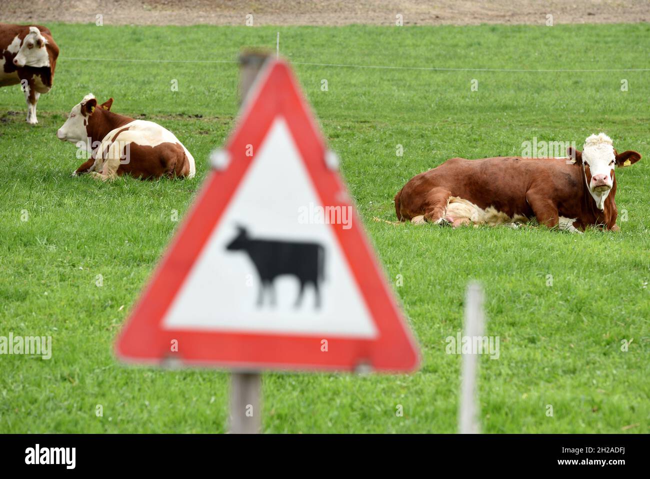 Mehrere Kühe liegen auf einer Weide, davor das Verkehrsschild „Viehtrieb, Tiere“ - plusieurs vaches se trouvent sur un pâturage, en face du panneau de signalisation 'ani Banque D'Images