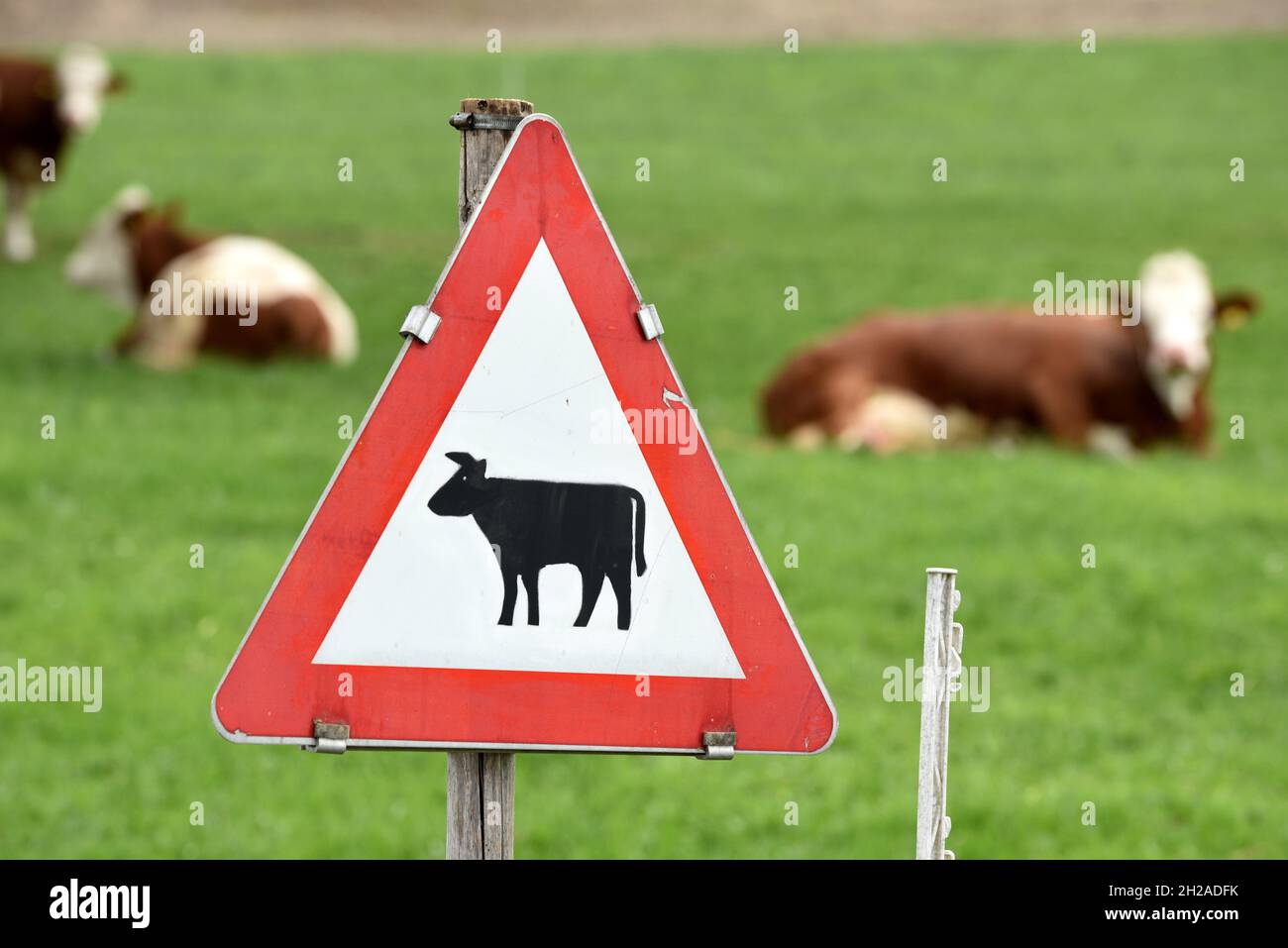Mehrere Kühe liegen auf einer Weide, davor das Verkehrsschild „Viehtrieb, Tiere“ - plusieurs vaches se trouvent sur un pâturage, en face du panneau de signalisation 'ani Banque D'Images